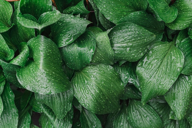 Zdjęcie duże zielone liście pokryte kroplami wody po letnich opadach deszczu