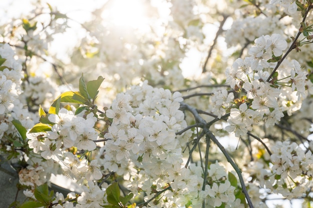 Dużo białych kwiatów na kwitnących gałęziach drzew owocowych w ogrodzie