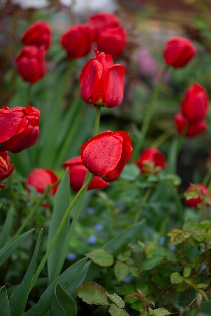 Dużo Czerwonych Tulipanów W Polu Piękny Czerwony Tulipan W Polu Na Farmie Tulipanów