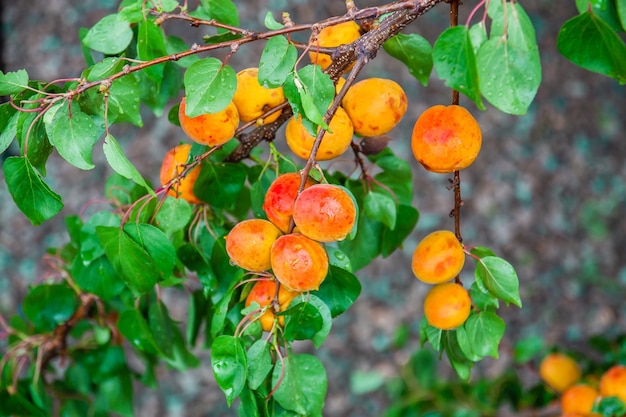 Dużo dojrzałych świeżych organicznych moreli z wodą opuszcza na gałąź