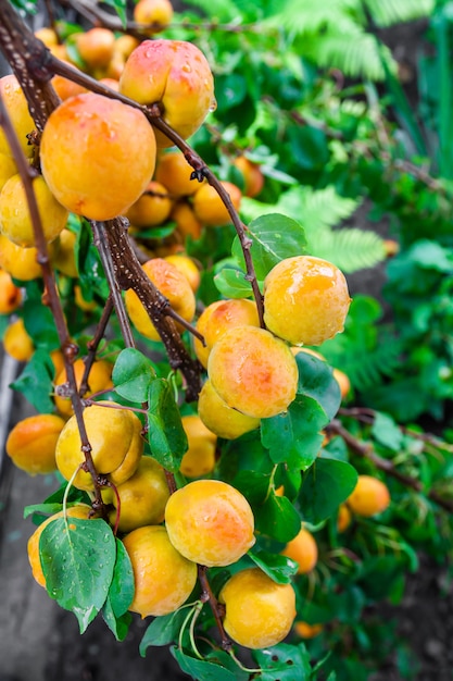 Dużo dojrzałych świeżych organicznych moreli z wodą opuszcza na gałąź