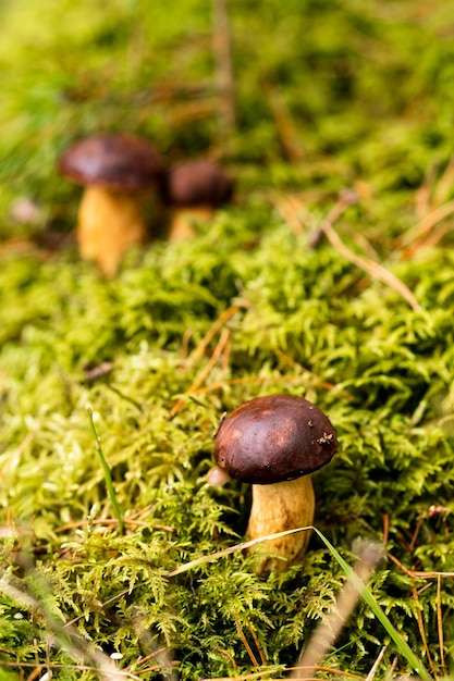 Dużo grzybów leżących w lesie na zielonym mchu Dużo polskich grzybów mchowych
