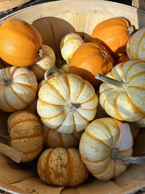 Dużo jesiennych dyń rzeźbionych na sprzedaż w Pumpkin Patch na Halloween