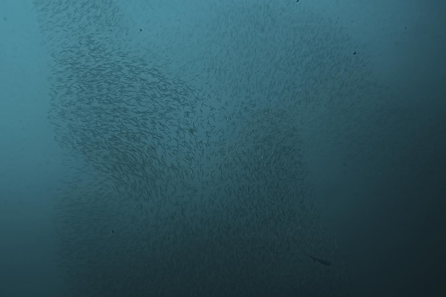 dużo małych ryb w morzu pod wodą / kolonia ryb, wędkarstwo, scena dzikiej przyrody w oceanie