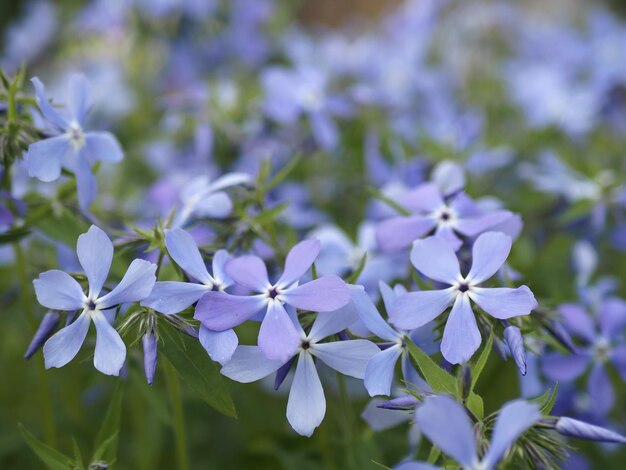 Dużo miękkich niebieskich kwiatów z bliska kolczasty Floks (Phlox divaricata). Obwód leningradzki, Rosja.