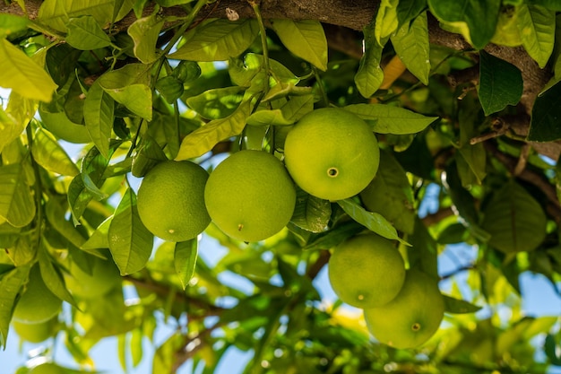 Dużo owoców limonek na drzewie