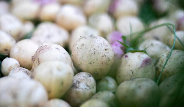 Dużo świeżych organicznych ziemniaków na trawie w letni dzień Kupa dojrzałych młodych ziemniaków