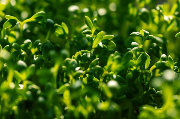 Dużo zielonych kiełków sałaty Microgreens rukiew wodna