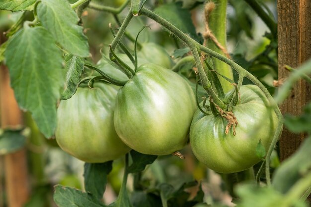 Dużo zielonych pomidorów na krzaku w szklarni