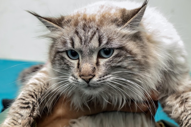 Duży bezdomny kot Maine Coon patrzący na portret kamery