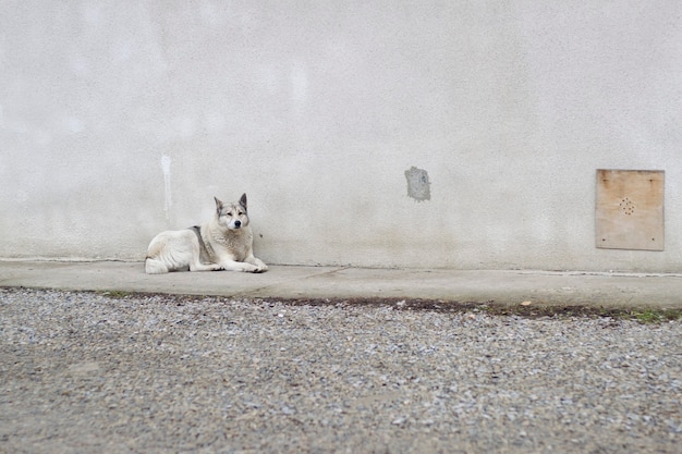 Duży Biały Dorosły Mądry Pies Rasy łajka Zachodniosyberyjska Siedzący Na Zewnątrz Stróżujący Dom