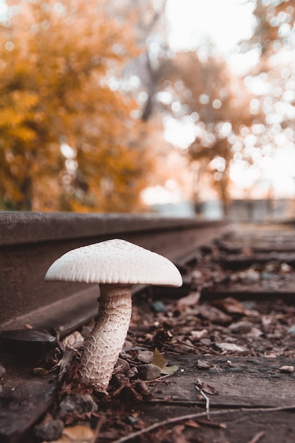 Duży biały grzyb rosnący między kłodami kolejowymi w jesiennych barwach.