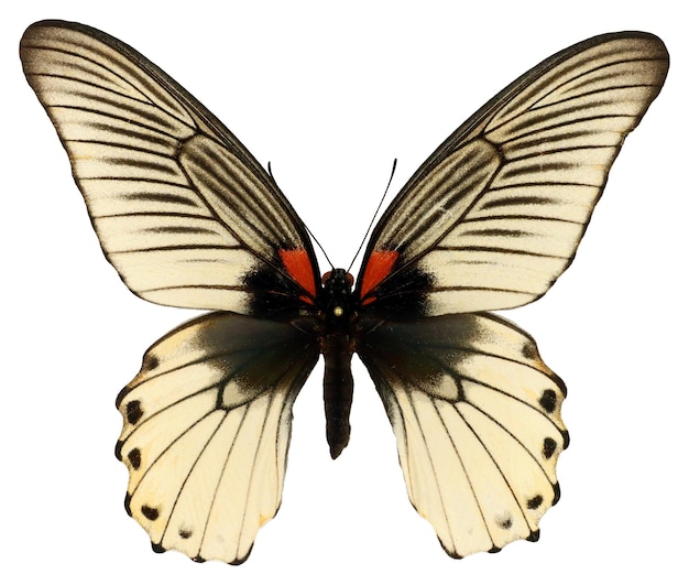 Duży biały motyl Papilio Memnon żeński samodzielnie na białym tle. Kolekcja Motyle. Papilionidae