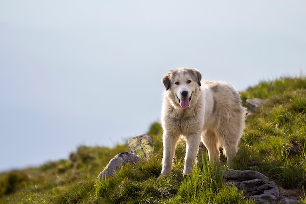 Duży biały pasterski pies stoi samotnie na trawiastej skalistej górze