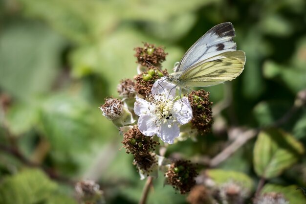 Duży biały (Pieris brassicae) motyl karmiący kwiat jeżyny