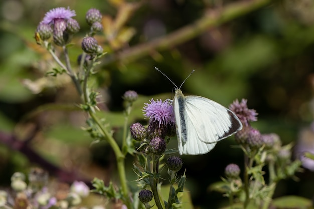 Duży biały (Pieris brassicae) Motyl żerujący na ostu