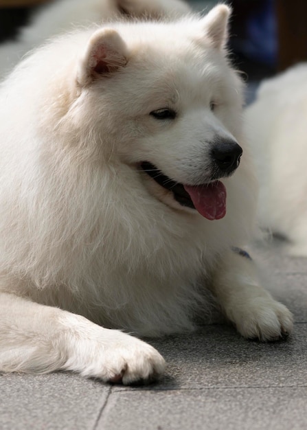 Duży biały pies leżący na tle