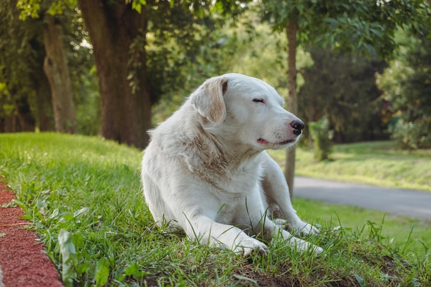 Duży biały pies śpi na zielonej trawie. Pies śpi na zielonej trawie.