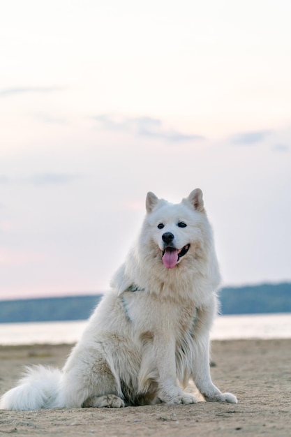 Duży biały pies z puszystą sierścią rasy samoyed siedzący na piasku w pobliżu jeziora na zewnątrz Mglisty letni dzień Widok pionowy