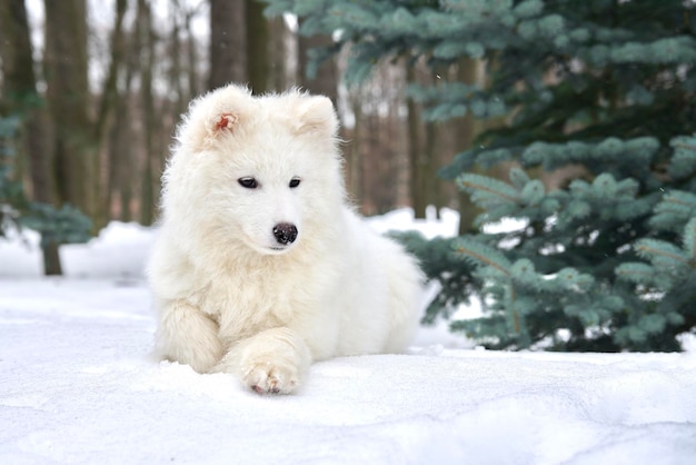 Duży biały smutny pies Samoyed leżał na śniegu w zimowy zimny dzień