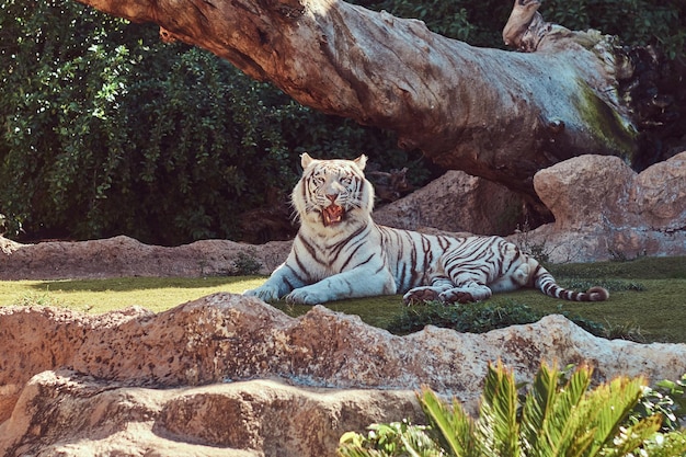 Duży Biały Tygrys Bengalski Siedzi W Cieniu Parku Narodowego Zoo, Odpoczywając W Upalny Letni Dzień.