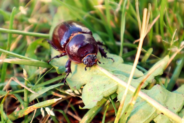 Zdjęcie duży brązowy chrząszcz czołga się po zielonej trawie w zbliżenie letniego dnia