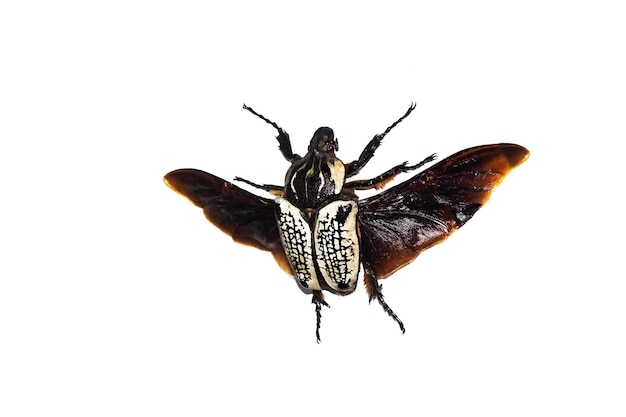 Duży brązowy chrząszcz izoluje na białym tle goliatbus albosigna w ten sposób