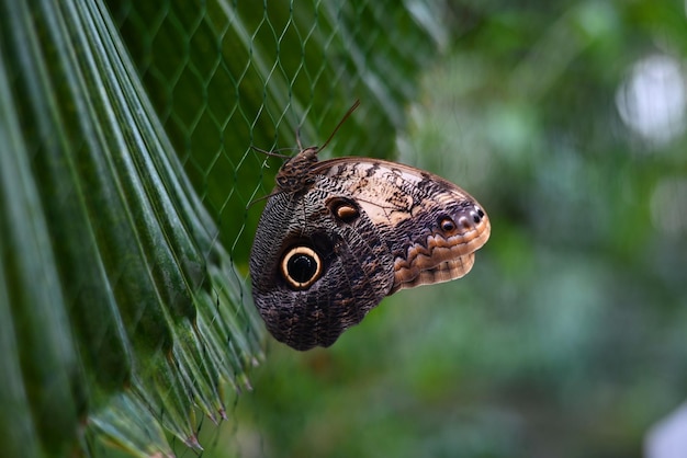Duży brązowy motyl sowa Caligo memnon wiszący na przewodowym ogrodzeniu na zielonym tle tre