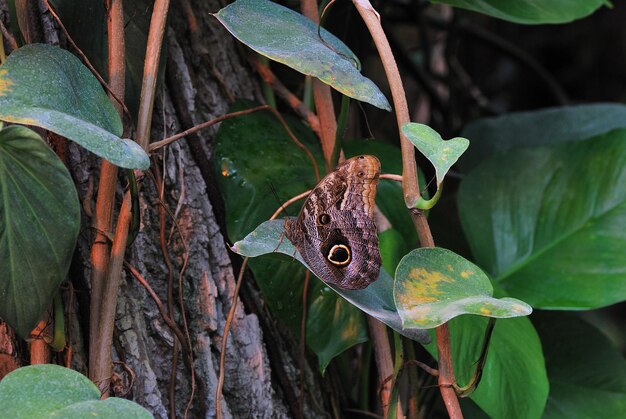 Duży brązowy motyl