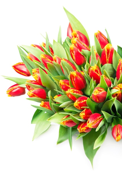 Duży bukiet czerwonych tulipanów na białym tle