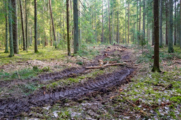 Duży ciągnik siodłowy lub opony do ładowarek spychacza koła w lesie wpływ człowieka na środowisko