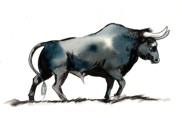 Duży czarny byk. Rysunek tuszem i akwarelą
