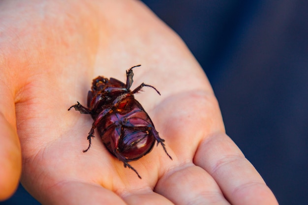 Duży czarny chrząszcz na dłoni Chalcosoma nosorożec ze skrzydłami makro zbliżenie kolekcja chrząszczy Fotografia makro zbliżenie chrząszcza Zbieranie owadów Ochrona zwierząt