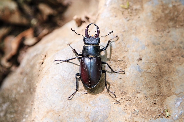 Duży czarny chrząszcz z długimi wąsami i szczękami siedzący na skale