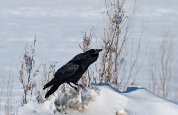 Duży czarny kruk Corvus corax siedzi na skraju zaśnieżonej równiny w słoneczny zimowy dzień