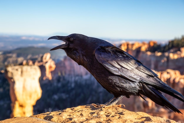 Duży czarny kruk w Parku Narodowym Bryce Canyon