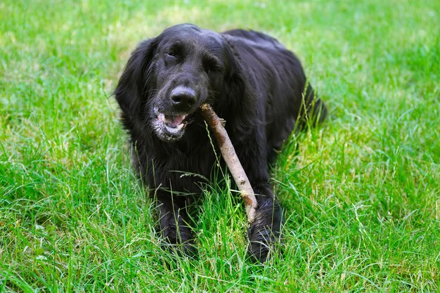 Duży czarny pies bawiący się drewnianym kijem na tle zielonej trawy
