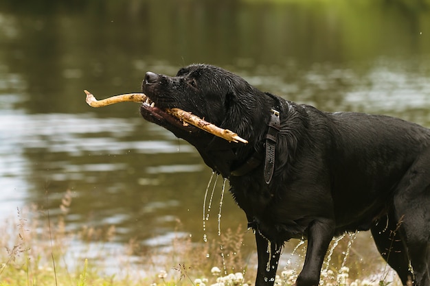 Duży czarny pies labrador