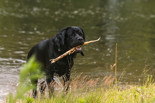 Duży czarny pies labrador