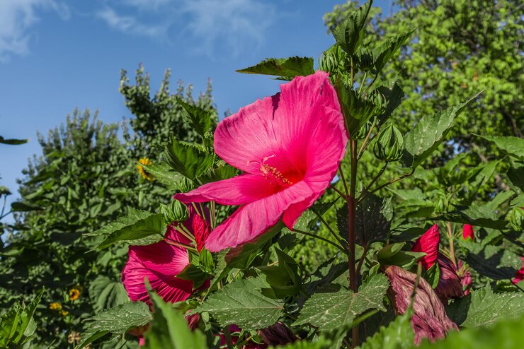 Zdjęcie duży czerwony kwiat hibiskusa w przyrodzie