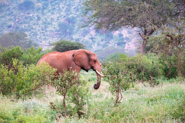 Duży czerwony słoń stojący między krzakiem