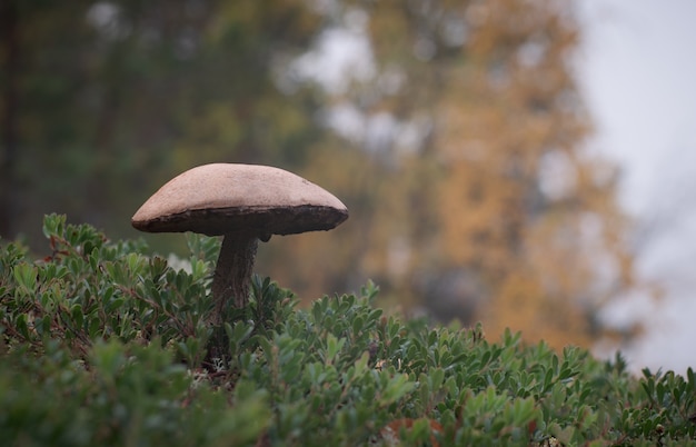 Duży grzyb w jesiennym otoczeniu