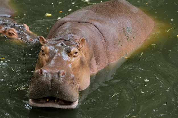 Zdjęcie duży hipopotam i mały hipopotam spoczywa w rzece w tajlandii