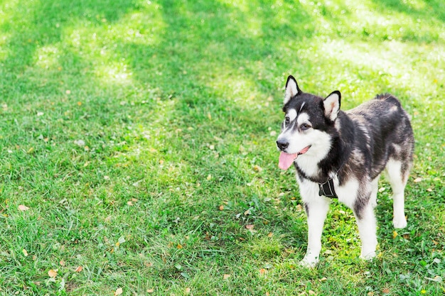 Duży husky pies zostaje na zielonej trawie w parku. czarno-biały pies. Jesień