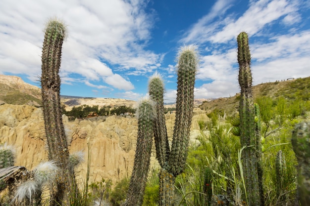 Duży kaktus na wyspie Incahuasi, solnisko Salar de Uyuni, Altiplano, Boliwia
