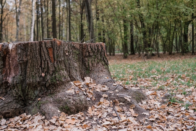 Duży kikut w jesiennym lesie, w pobliżu suchych opadłych liści.