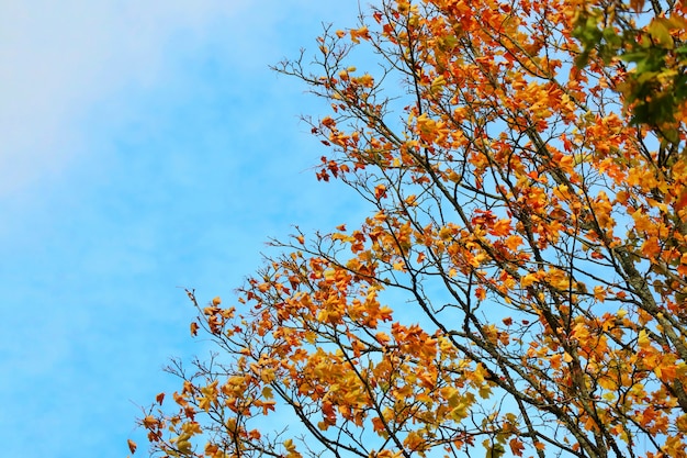 Duży klon drzewo z pomarańczowymi, czerwonymi liśćmi i niebieskim niebem w jesieni.