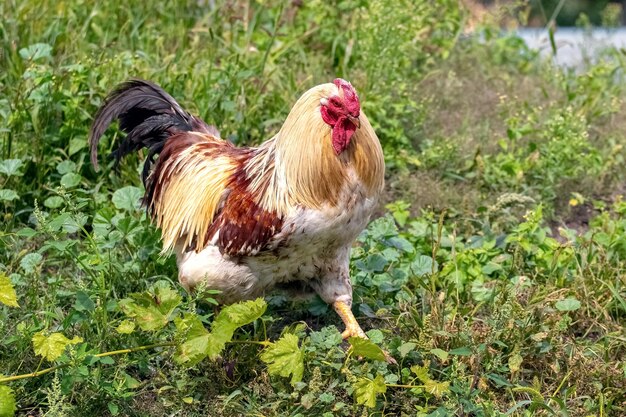 Duży kogut z pomarańczowymi i brązowymi piórami przechadza się po ogrodzie po trawie