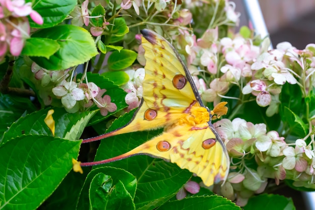 Duży kolorowy motyl na kwiatowym krzaku