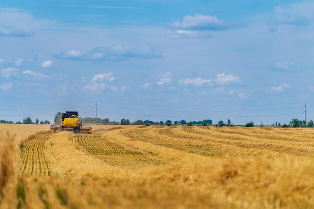 Duży kombajn zbożowy pracujący w polu Świetna żółta maszyna rolnicza na błękitnym niebie